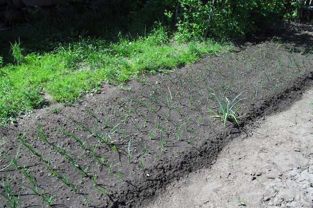 Jonge uienspruiten in de tuin op een zomerse dag