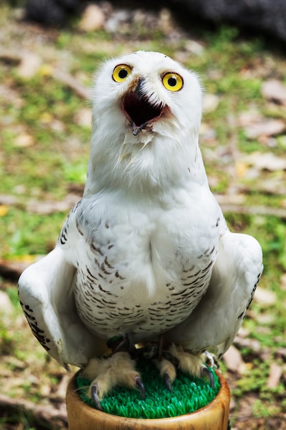 jonge uil zat op lederen handschoen