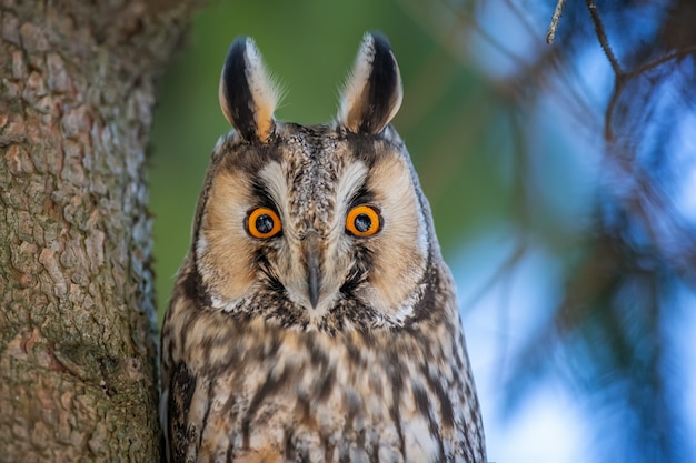 Foto jonge uil zit in een boom en kijkt