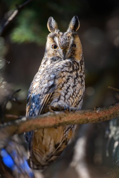 Foto jonge uil zit in een boom en kijkt