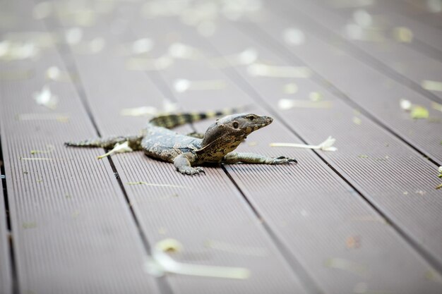 Foto jonge varanus salvator of aziatische watermonitor liggend op de houten vloer