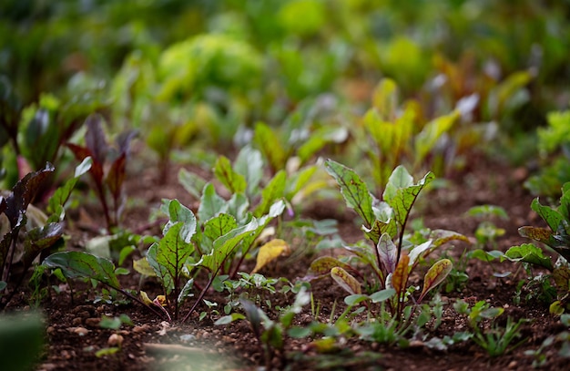 Foto jonge verse beetbladeren rooi beetplanten in een rij van dichtbij