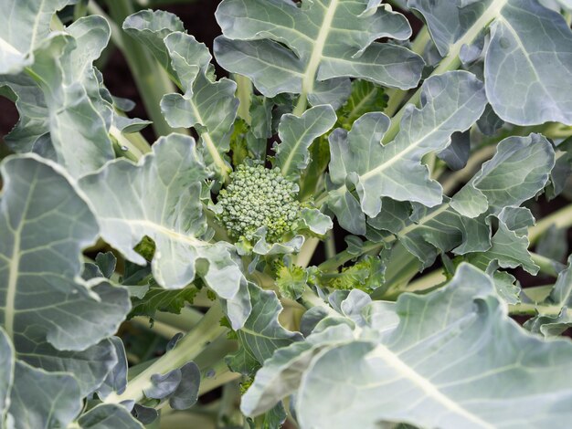 Jonge verse groene broccoli in de tuin