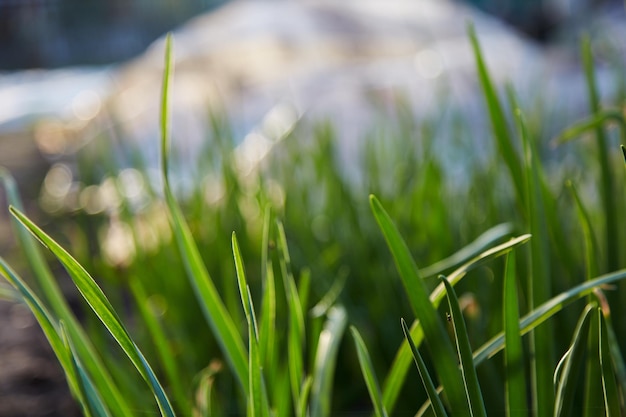 Jonge verse ui achtergrond Lente planten bij zonsondergang Natuurlijke oraganic planten