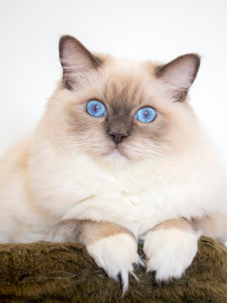 Jonge volwassen schattige kat Ragdoll