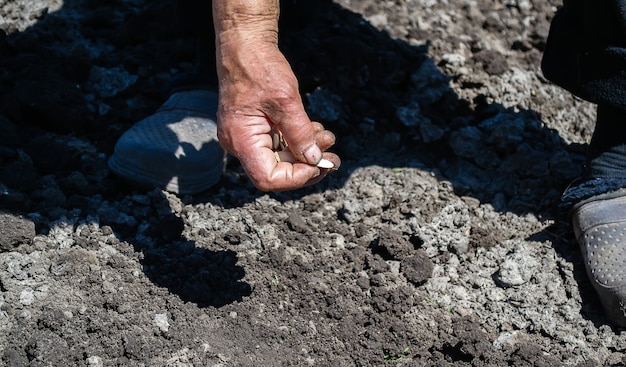 Jonge volwassen vrouw die pompoenpitten plant in verse donkere grond. Selectieve focus