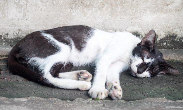 Jonge volwassen zwart-witte kat lag comfortabel op de vloer van de achtertuin, selectieve focus op zijn oog