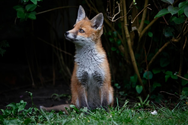 Jonge vossenwelp poseren in de tuin