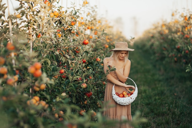 Jonge vrouw appels verzamelen in een boomgaard en ze in rieten witte mand in herfst tuin zetten.