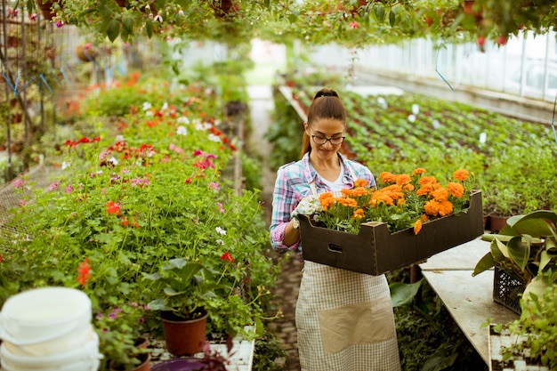 Jonge vrouw die een dooshoogtepunt van de lentebloemen houdt in de serre