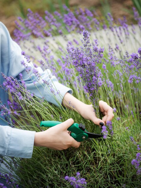 Jonge vrouw die trossen lavendel snijdt