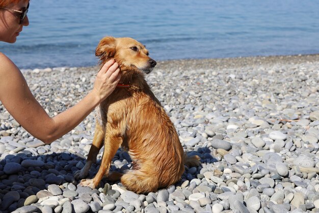 Jonge vrouw hand krabt de nek achter het oor van roodharige hond op kiezelstrand