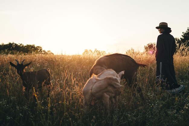 Jonge vrouw in het veld laat haar witte geiten grazen Het meisje en de geiten in de wei in de zomer Liefde voor dieren Geitenboerderij Huisdieren Gelukkige vrouw met dier Vriendelijkheid en liefde voor dieren Kus een huisdier