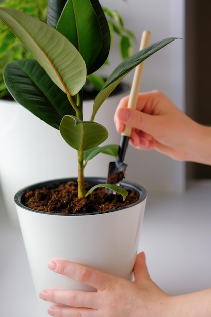 Jonge vrouw losst een ficusplant in een witte pot concept van thuis tuin voorjaarstijd