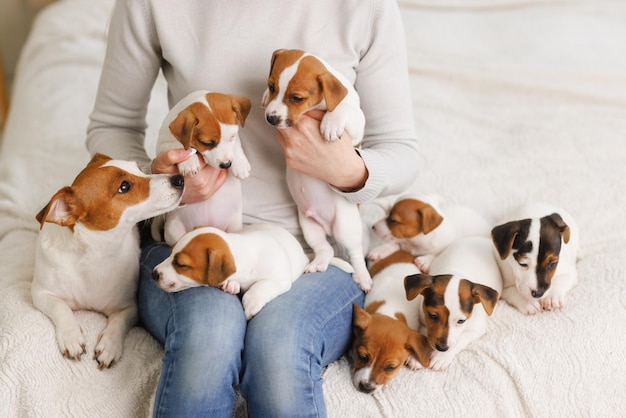 Jonge vrouw met haar schattige Jack Russell Terrier als stoel thuis wit huisdier