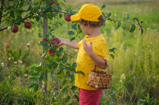 Jonge vrouw plukt rode appels van een boom in de tuin in een mand