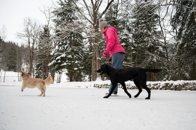 Jonge vrouw schaatst op natuurijs in een prachtige besneeuwde winternatuur met haar twee honden die om haar heen spelen