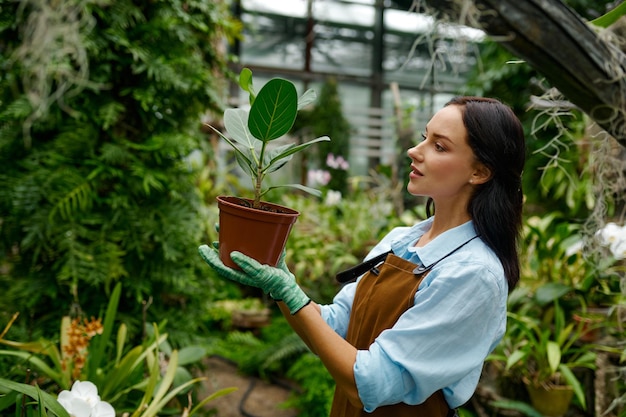 Jonge vrouw tuinman pot houden en kijken naar groene ficus bloem