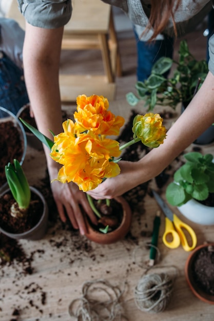 Jonge vrouw verplant voorjaarsmest voor kamerplanten voor thuisbloemen