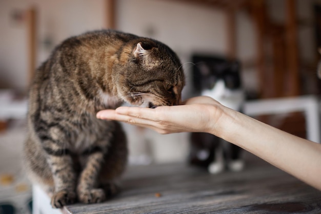 Jonge vrouw voedt haar lieve kat uit handen Charmante huisdieren en de verzorging van mensen