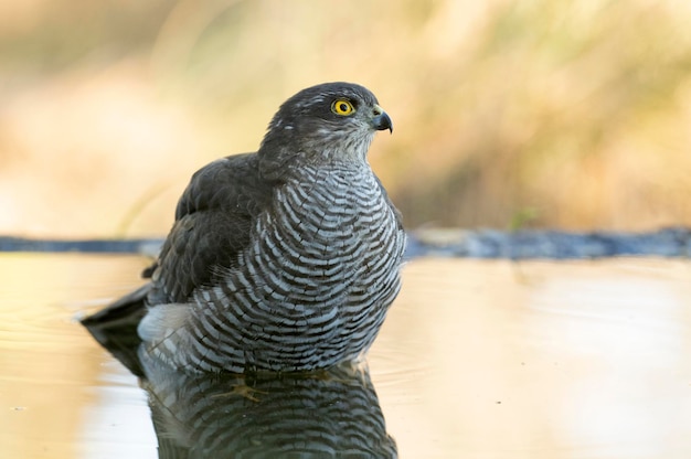 Jonge vrouwelijke Euraziatische sperwer badend in een natuurlijk waterpunt in een eiken- en dennenbos