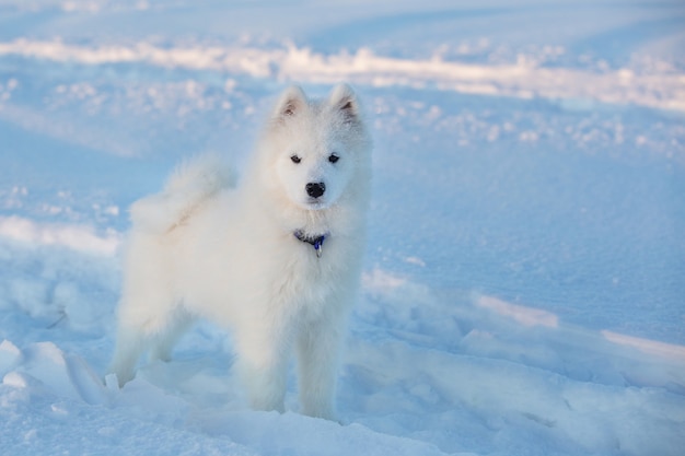 jonge vrouwelijke Samojeed-hond op een wandeling in een veld op een winteravond