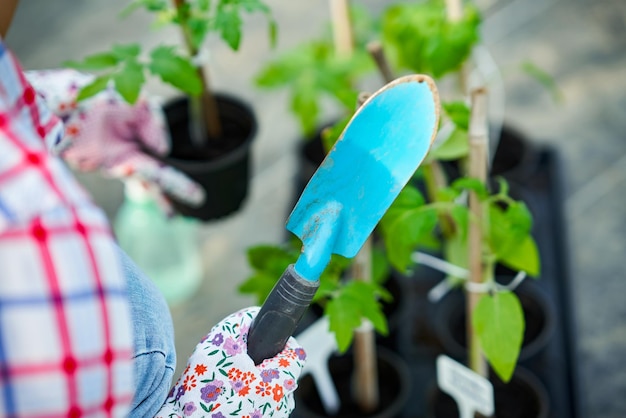 Jonge vrouwentuinman die met tomaten in serre werkt