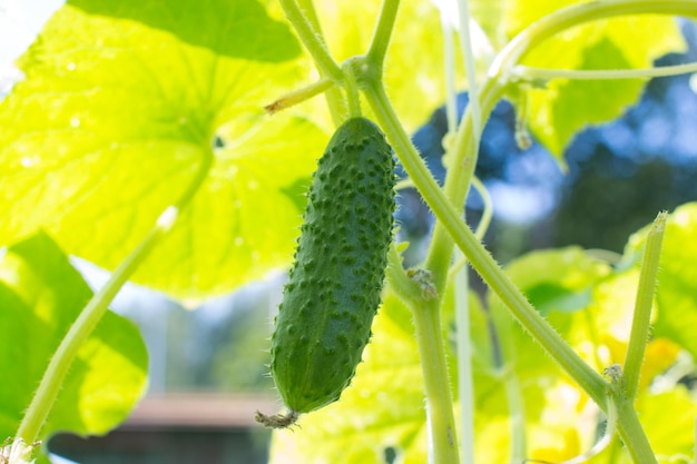Jonge vruchten van komkommers kweken Tuinieren oogst
