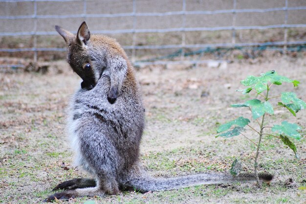 Foto jonge wallaby in de dierentuin