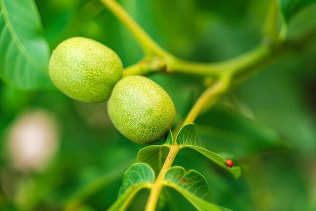 Jonge walnoten aan de boom bij zonsondergang Boom van walnoten Groene bladeren achtergrond