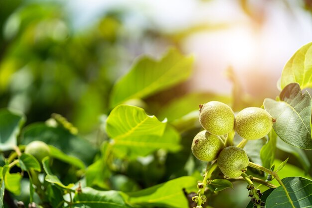 Jonge walnoten aan de boom bij zonsondergang. Boom van walnoten. Groene bladeren achtergrond.