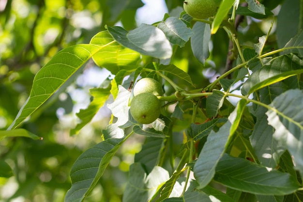 Jonge walnoten op de boom Boom van walnoten Groene bladeren achtergrond Close up