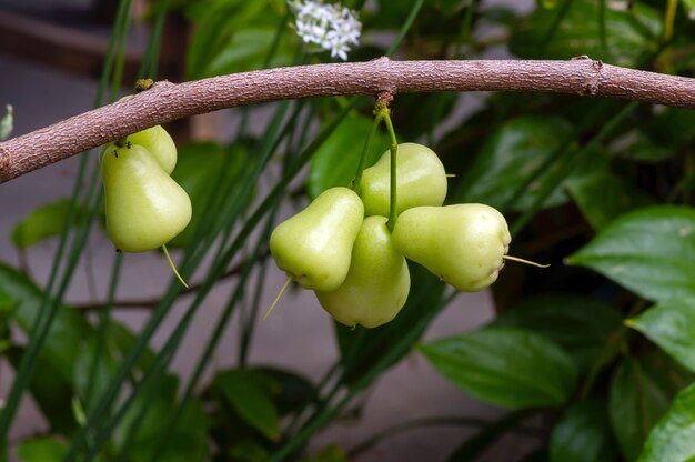 Jonge waterappels (syzygium aqueum) aan de boom, bekend als rozenappels of waterige rozenappels