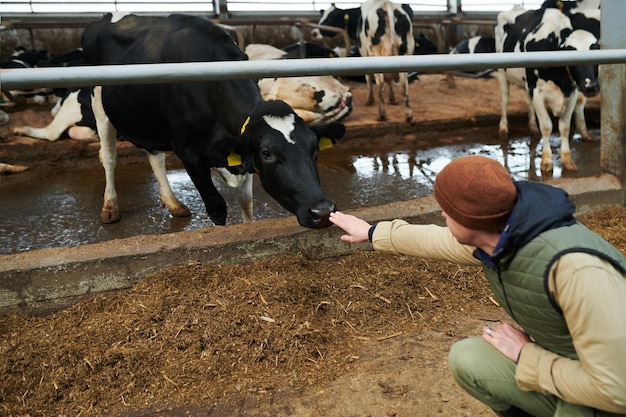 Jonge werknemer van moderne koeienboerderij zittend op kraakpanden voor koeienstal