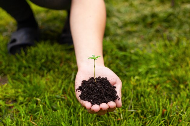 Jonge wietplant in vrouwelijke handen op een achtergrond van groen gras.