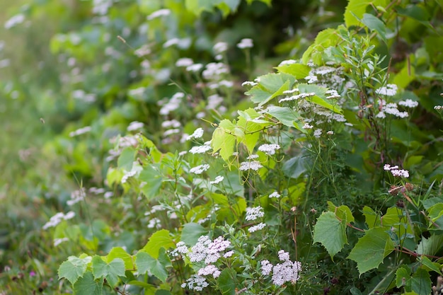 Jonge wijnstok in de zomertuin.