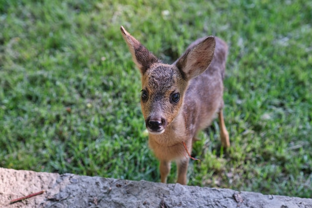 Jonge wilde herten kleine moraliteit herten welp herten rusten