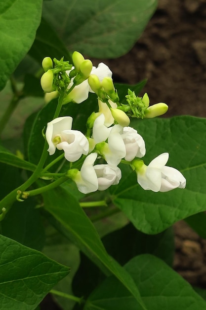 jonge witte bonen bloemen in een moestuin op een groenteboerderij