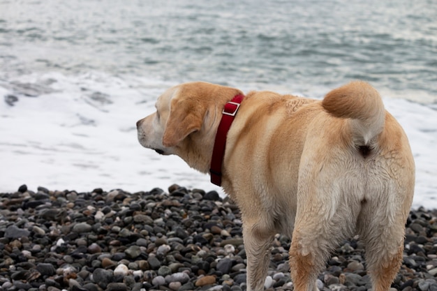 Jonge witte golden retriever staat te wachten op de zomervakantie aan de kust met een huisdier