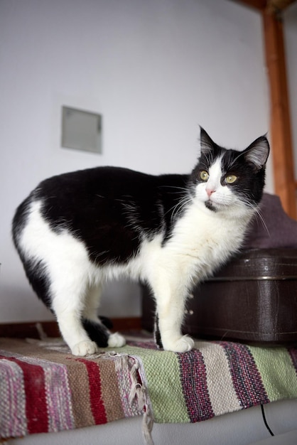 Jonge witte kat zit comfortabel op een rubberen mat op de vloer van het huis Bovenaanzicht van Brits kort haar in zilveren tint blauw liggend en zijwaarts