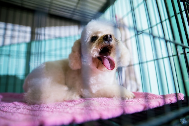 Jonge witte prachtige kleine hond geeuwen terwijl liggend in de zwarte kooi met een roze deken.