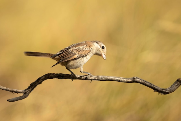 Jonge Woodchat-klauwier in een mediterraan bos met het eerste licht van de dag op een tak