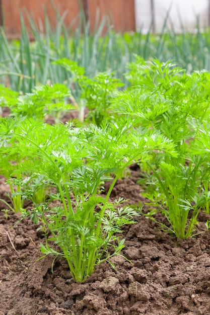 Jonge wortelen groeien in de tuin op groentebedden.