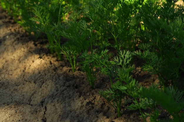 jonge worteltjes groeien in de tuin