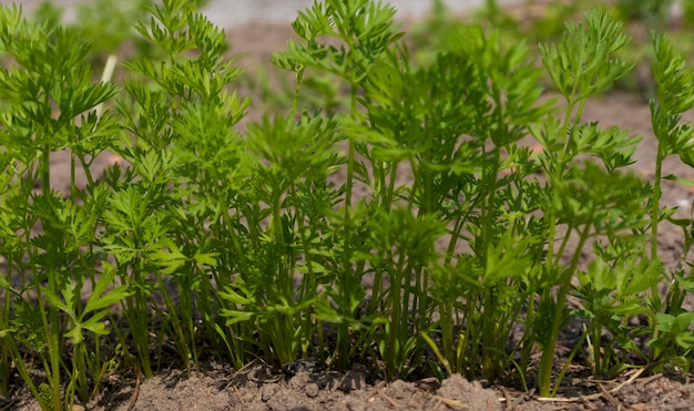 Jonge wortelzaailingen in het tuinclose-up. Rij van wortelen die in de moestuin groeien.