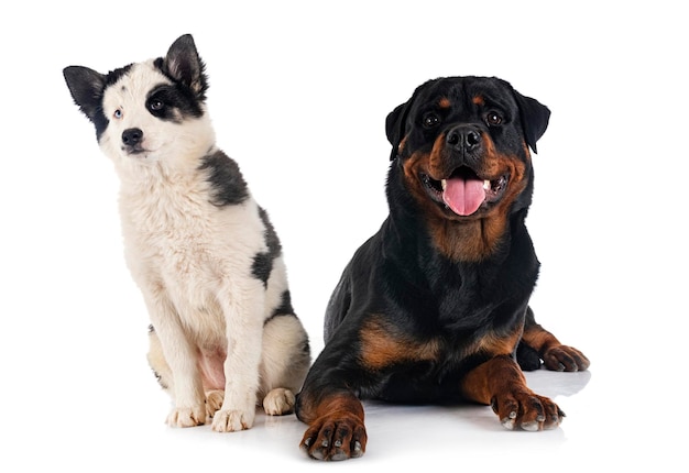 Jonge Yakutiaanse Laika en rottweiler