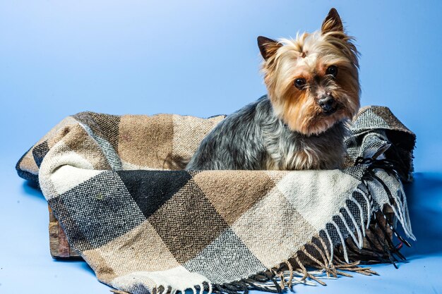 Foto jonge yorkshire terrier voor tentoonstelling