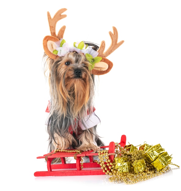 jonge yorkshire terrier