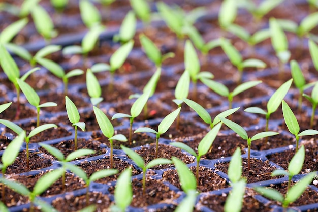 Foto jonge zaailingen planten in een zwarte lade