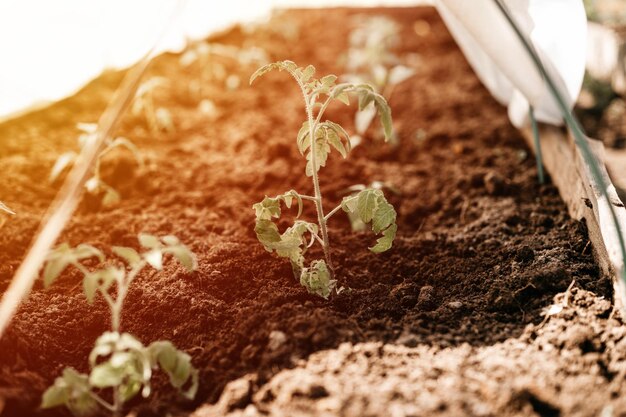 Jonge zaailingen van groene spruiten van de groei van tomatenplanten geplant in aarde in een kleine kas in een tuinbed op een boerderij in het dorp. platteland biologische landbouw voor eigen gebruik. gloed